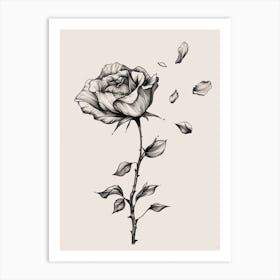 English Rose Petals Line Drawing 4 Art Print