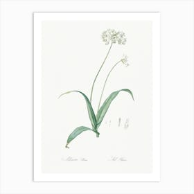 Spring Garlic Illustration From Les Liliacées (1805), Pierre Joseph Redoute Art Print