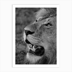 Lion Closeup Black And White Poster