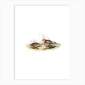 Vintage Red Chested Hemipode Bird Illustration on Pure White Art Print