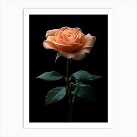 Peach Rose 1 Art Print