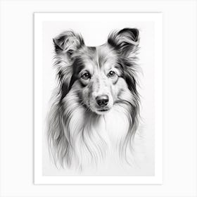 Shetland Sheepdog Dog, Line Drawing 3 Art Print