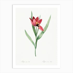 Tulipa Oculus Colis Illustration From Les Liliacées (1805), Pierre Joseph Redoute Art Print