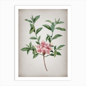 Vintage Azalea Botanical on Parchment n.0578 Art Print