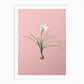 Vintage Rain Lily Botanical on Soft Pink n.0828 Art Print