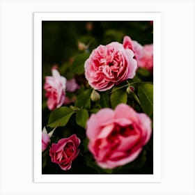 Pink Roses 3 Art Print