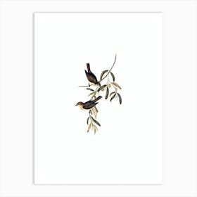 Vintage Brown Whistler Bird Illustration on Pure White n.0212 Art Print