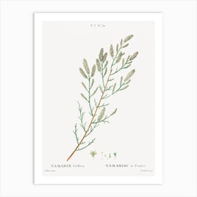 French Tamarisk, Pierre Joseph Redoute Art Print