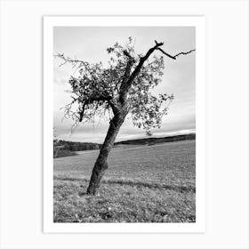 Tree In A Field 7 Art Print