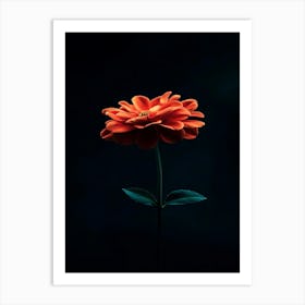 Single Flower On Black Background 1 Art Print