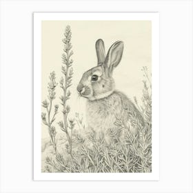 Blanc De Hotot Rabbit Drawing 2 Art Print