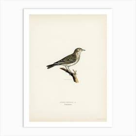 Tree Pipit, The Von Wright Brothers Art Print