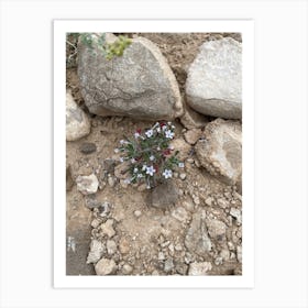 Small Flower Growing Among Rocks Art Print