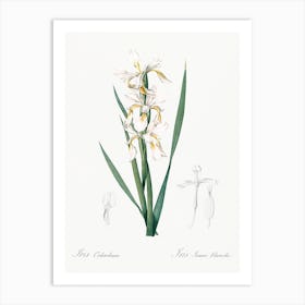 Yellow Banded Iris Illustration From Les Liliacées (1805), Pierre Joseph Redoute 1 Art Print