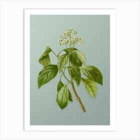 Vintage Climbing Hydrangea Botanical Art on Mint Green n.0274 Art Print