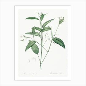 Maranta Arundinacea, Pierre Joseph Redoute Art Print