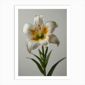 White Lily 1 Art Print