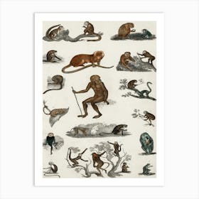 Collection Of Various Monkeys, Oliver Goldsmith Art Print