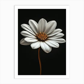 White Daisy 5 Art Print