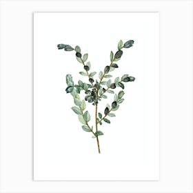 Vintage Creeping Willow Botanical Illustration on Pure White n.0083 Art Print