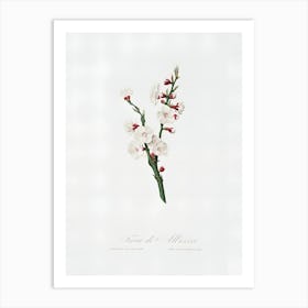 Apricot flower Art Print