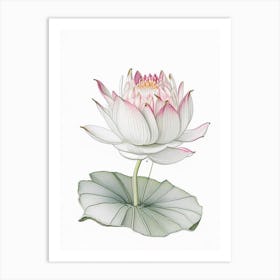 Water Lily Floral Quentin Blake Inspired Illustration 4 Flower Art Print