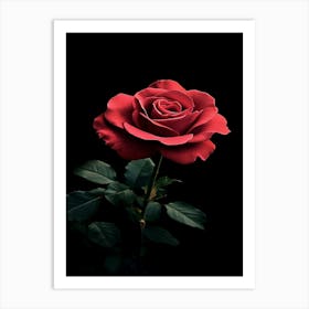 Red Rose On Black Background 41 Art Print