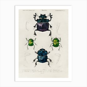 Different Types Of Insects, Charles Dessalines D'Orbigny 1 Art Print