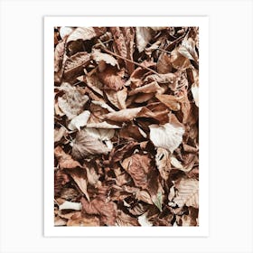 Autumn Leaves On The Ground Art Print