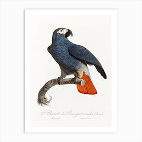 The Grey Parrot, (Psittacus Erithacus) From Natural History Of Parrots, Francois Levaillant 1 Art Print