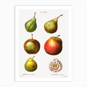 Pear, Pierre Joseph Redoute (4) Art Print