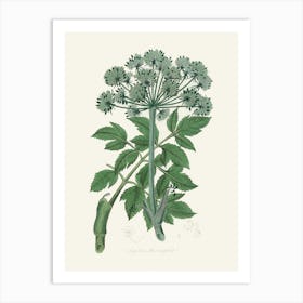 Vintage Botanical John Stephenson and James Morss Churchill Art Print_2731650 Art Print