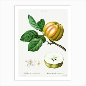 Apple, Malus Communis, Pierre Joseph Redoute 2 Art Print