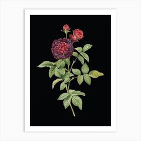 Vintage One Hundred Leaved Rose Botanical Illustration on Solid Black n.0878 Art Print