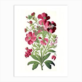 Sweet William 2 Floral Botanical Vintage Poster Flower Art Print