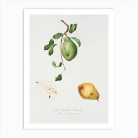 Pear (Pyrus Spadonnia) From Pomona Italiana (1817 1839), Giorgio Gallesio Art Print