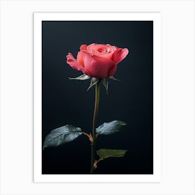 Single Rose On Black Background 47 Art Print