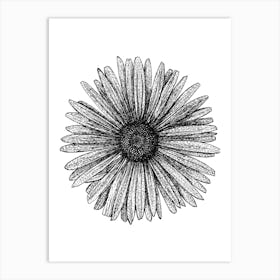 Black and White Daisy Illustration Poster