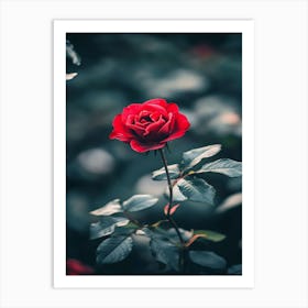 Red Rose 57 Art Print