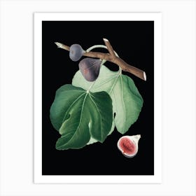 Vintage Black Fig Botanical Illustration on Solid Black n.0854 Art Print