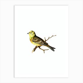 Vintage Yellowhammer Male Bird Illustration on Pure White n.0156 Art Print