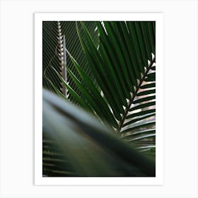 Palm leaves at sunset Art Print