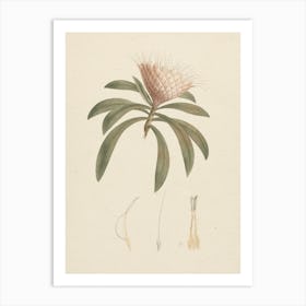 Protea Gaguedi J.F. Gme, Luigi Balugani Art Print