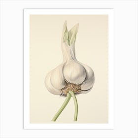 Garlic Vintage Botanical Herbs 3 Art Print