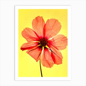 Red Cosmos Art Print