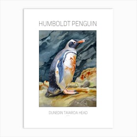 Humboldt Penguin Dunedin Taiaroa Head Watercolour Painting 3 Poster Art Print
