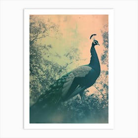 Light Leak Photo Style Of A Turquoise Peacock Art Print