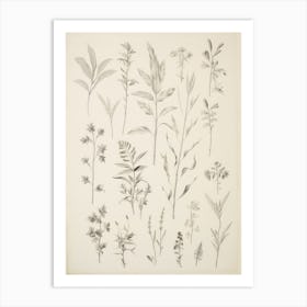 Vintage Leaf Collection Drawing Art Print