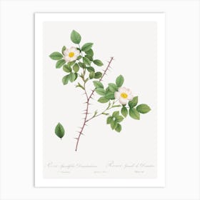 Spiny Leaved Rose Of Dematra, Pierre Joseph Redoute Art Print