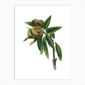 Vintage Spanish Chestnut Botanical Illustration on Pure White Art Print